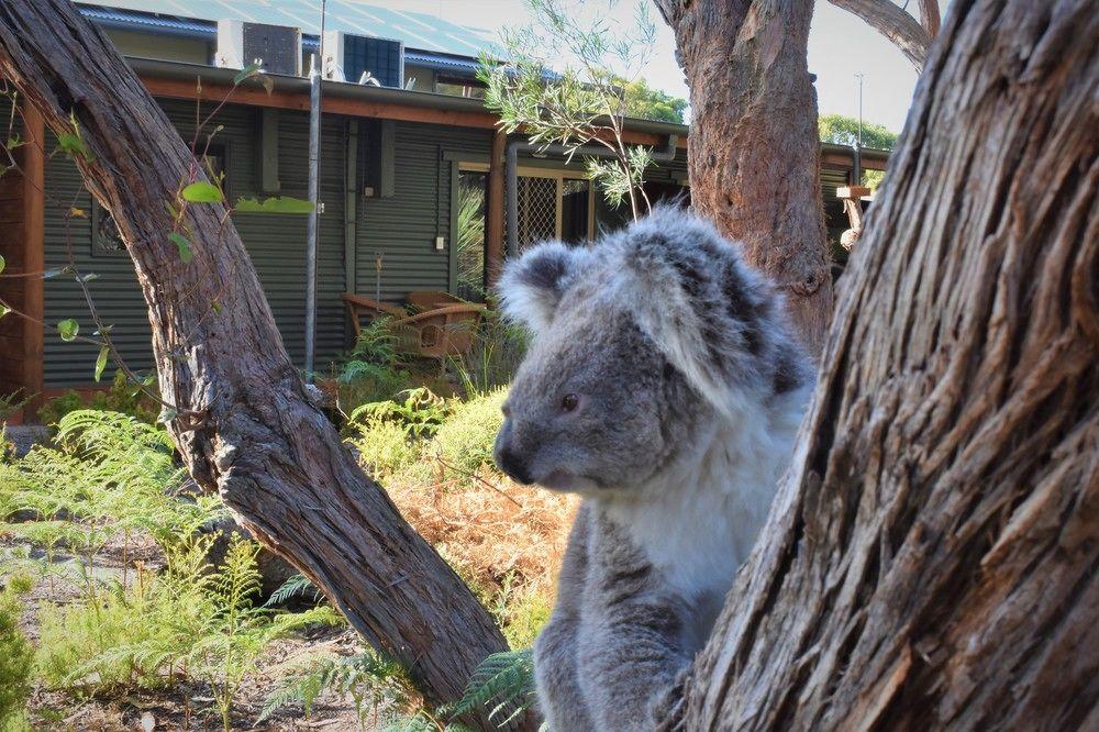 Kangaroo Island Wilderness Retreat Flinders Chase Kültér fotó