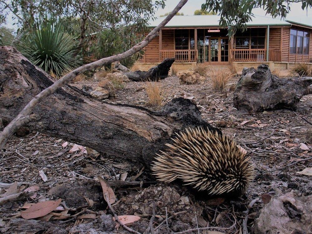 Kangaroo Island Wilderness Retreat Flinders Chase Kültér fotó