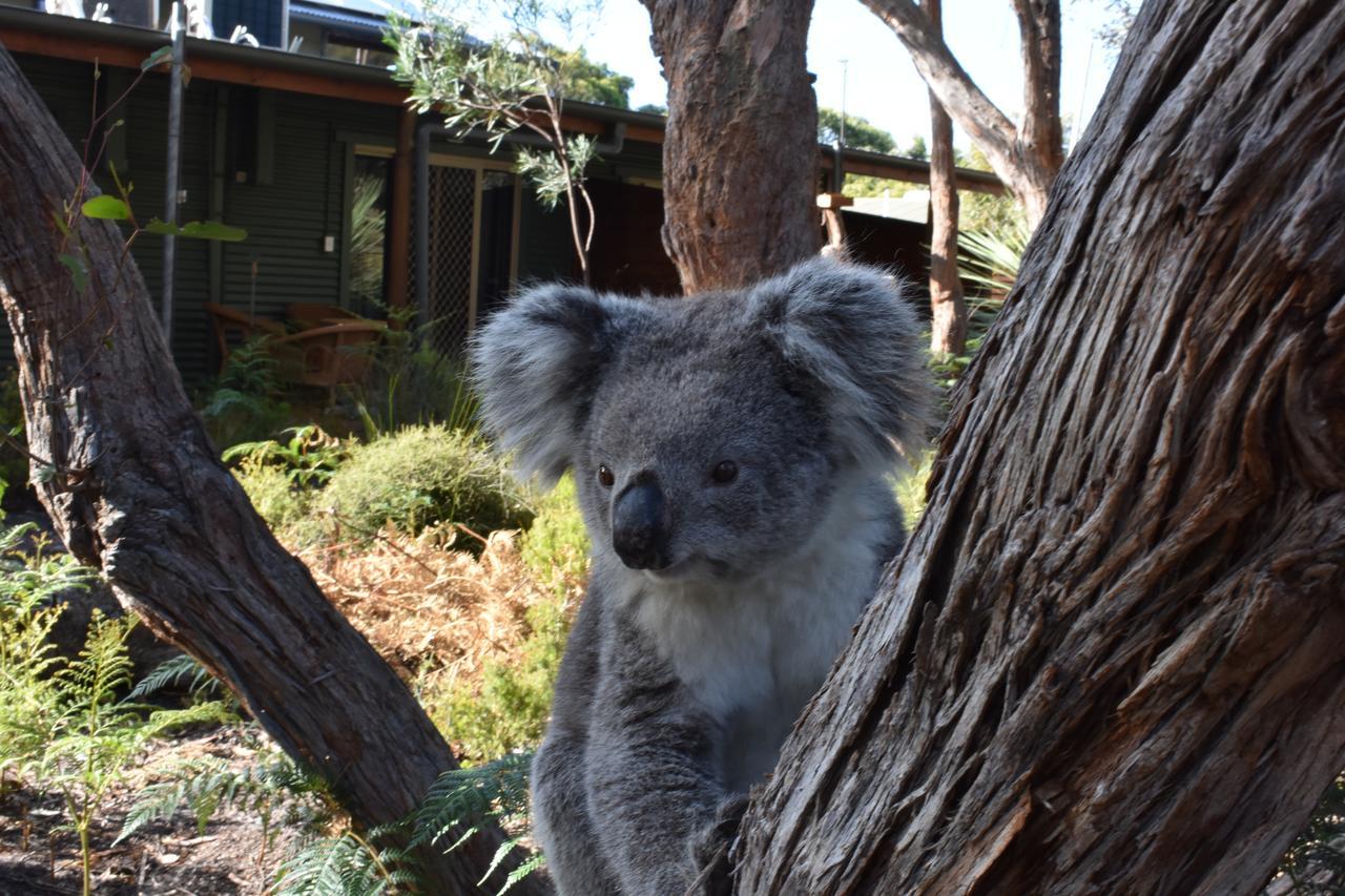 Kangaroo Island Wilderness Retreat Flinders Chase Kültér fotó